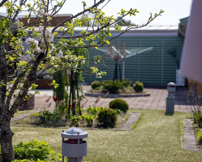 En trädgård med ett träd och en brevlåda.